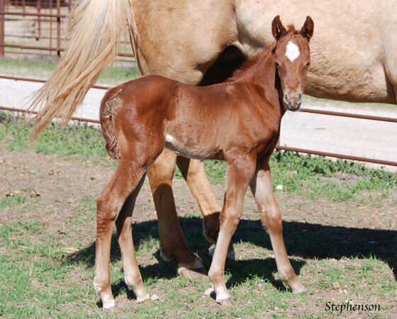 CD Diamond x SJR Sulenas Sansari - 2018 Filly